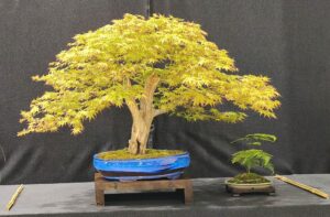 Acer palmatum – oval blue-effect glazed pot
