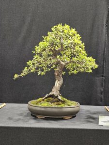 Pyracantha – oval deep matte green glaze