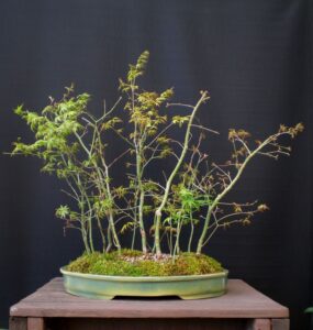 Acer palmatum forest – oval warm spring green glaze