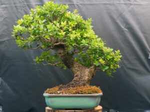Phillyrea latifolia – oval matte green glaze